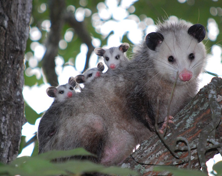 And Possums. . .